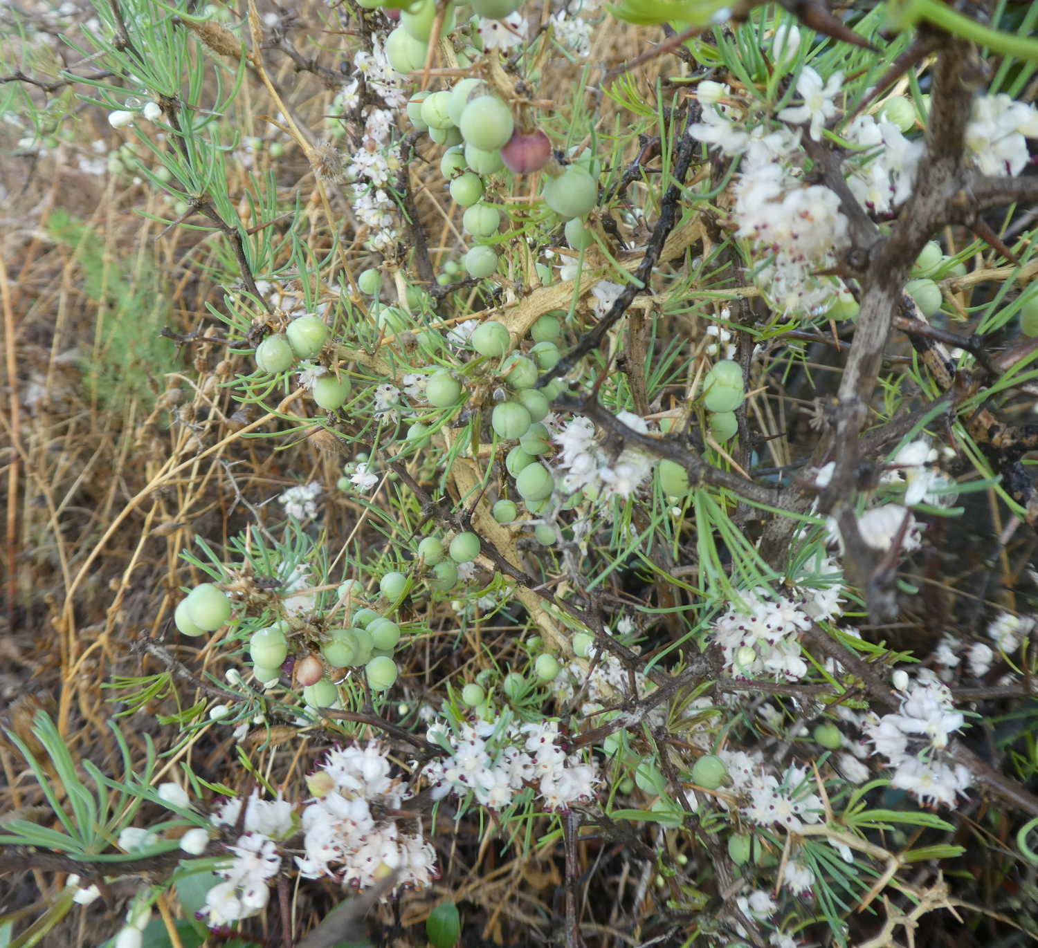 Asparagus albus